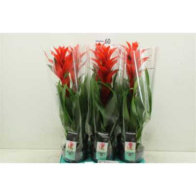Guzmania Sensation