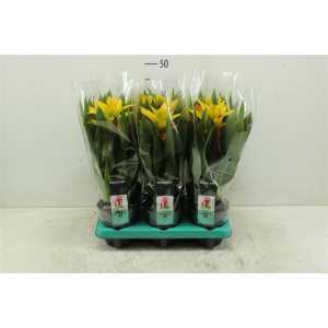 Guzmania Soledo
