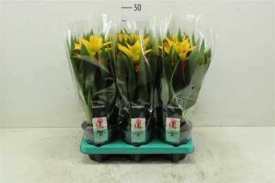 Guzmania Soledo