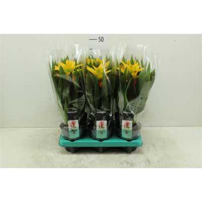 Guzmania Soledo