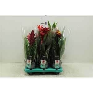 Guzmania Special Gemengd
