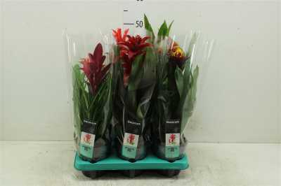 Guzmania Special Gemengd