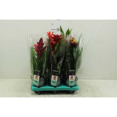 Guzmania Special Gemengd
