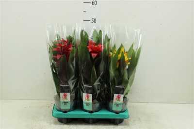 Guzmania Squarrosa Gemengd