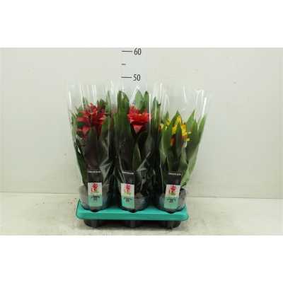 Guzmania Squarrosa Gemengd