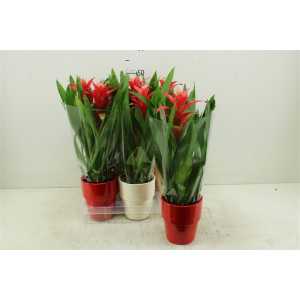 Guzmania Techno Keramiek