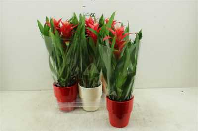 Guzmania Techno Keramiek
