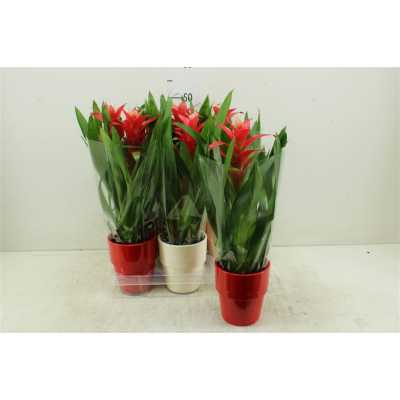 Guzmania Techno Keramiek