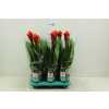 Guzmania Torch