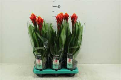 Guzmania Torch