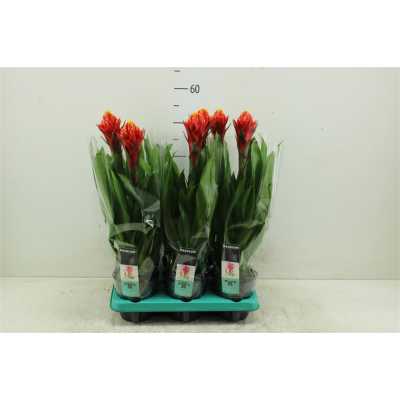 Guzmania Torch