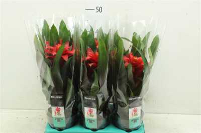 Guzmania Tutti Frutti