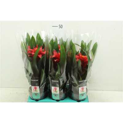 Guzmania Tutti Frutti