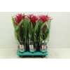 Guzmania Voila