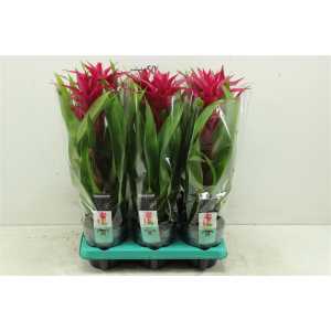 Guzmania Voila