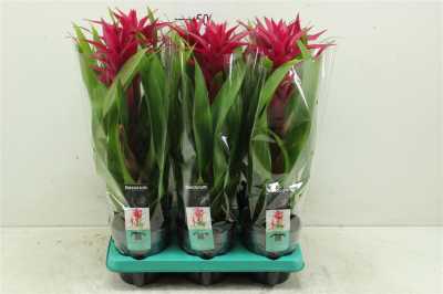 Guzmania Voila