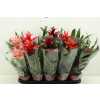 Guzmania Gemengd