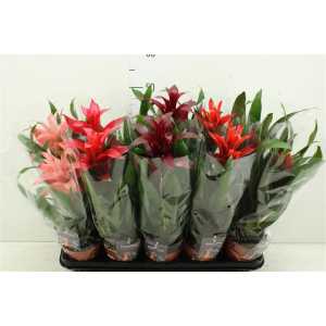 Guzmania Gemengd