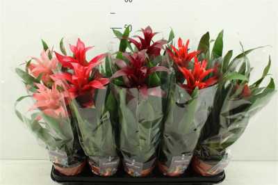 Guzmania Gemengd