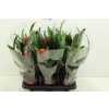 Guzmania Punta