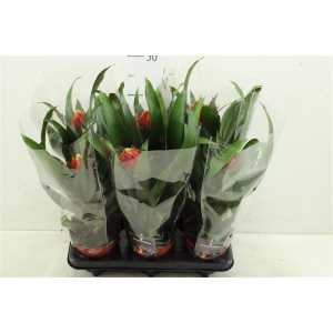 Guzmania Punta