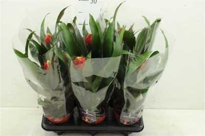 Guzmania Punta