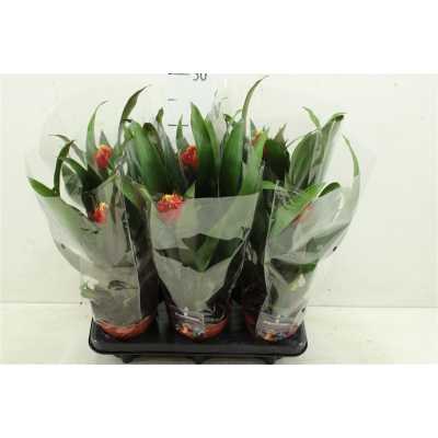 Guzmania Punta