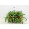 ГУЗМАНИЯ ТЕМПО Guzmania Tempo D9 H25 X12