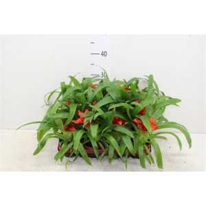 ГУЗМАНИЯ ТЕМПО Guzmania Tempo D9 H25 X12