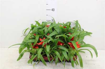 ГУЗМАНИЯ ТЕМПО Guzmania Tempo D9 H25 X12