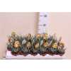 Haworthia Big Band