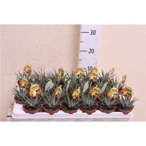 Haworthia Big Band