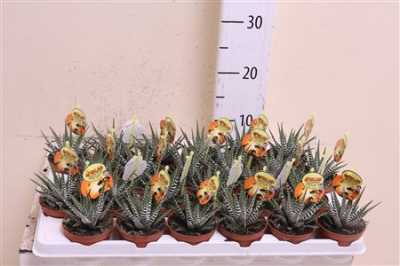 Haworthia Big Band
