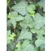 Hedera He Anna