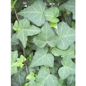 Hedera He Anna