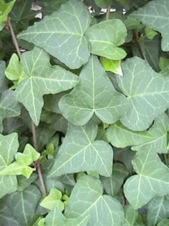 Hedera He Anna
