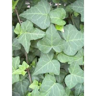 Hedera He Anna