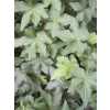 Hedera He Brigitte