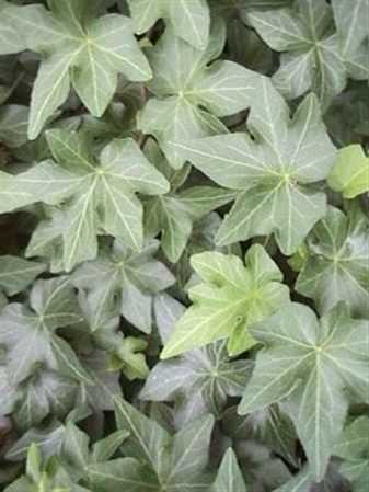 Hedera He Brigitte