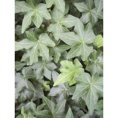 Hedera He Brigitte