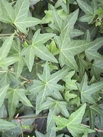 Hedera He Diny