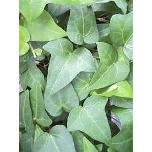 Hedera He Mein Herz