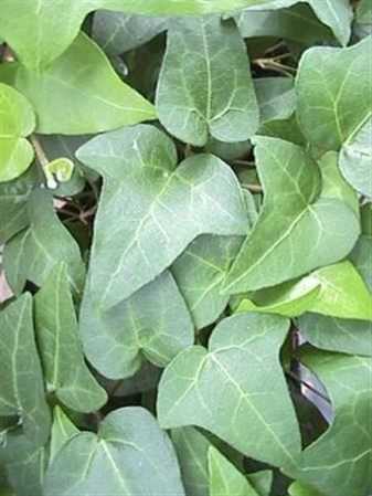 Hedera He Mein Herz