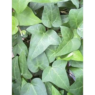 Hedera He Mein Herz
