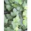 Hedera He Wonder