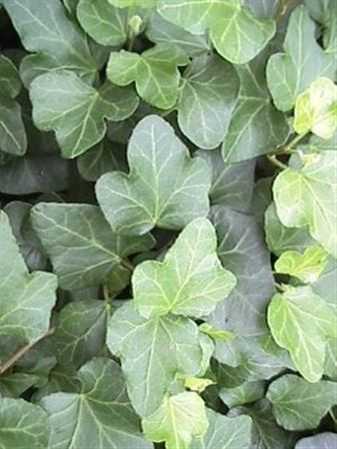 Hedera He Wonder