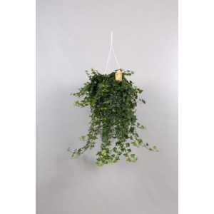 Hedera He Wonder Hang