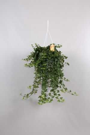 Hedera He Wonder Hang