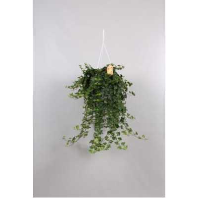 Hedera He Wonder Hang