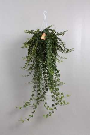 Hedera He Wonder Hang